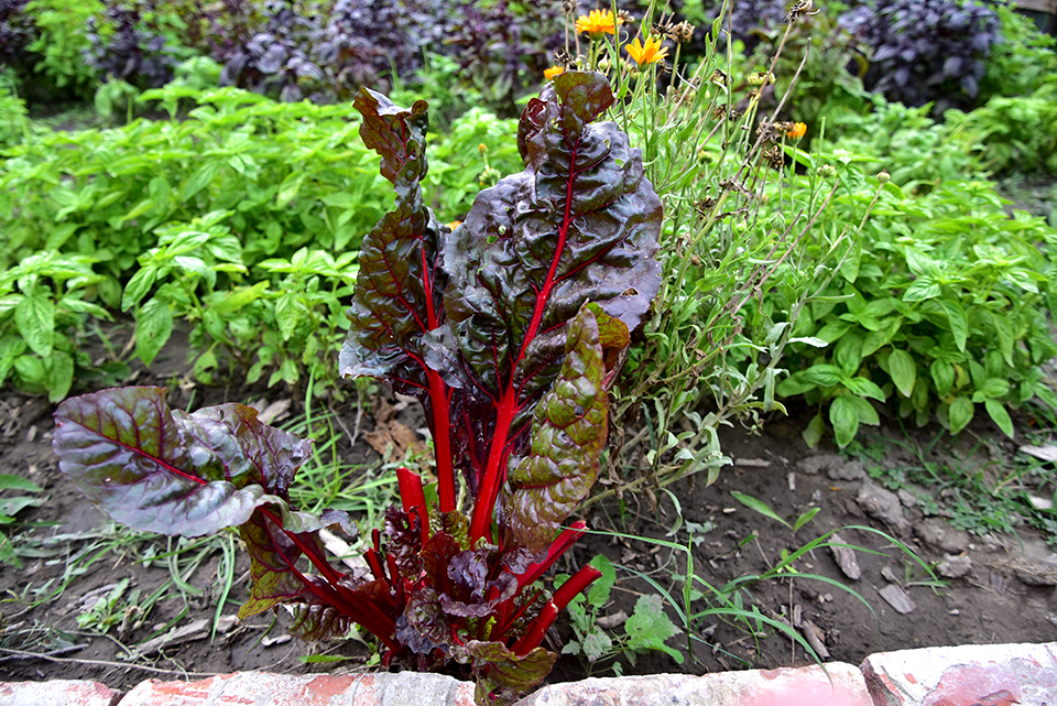 Kedvesem Farm 09.jpg
