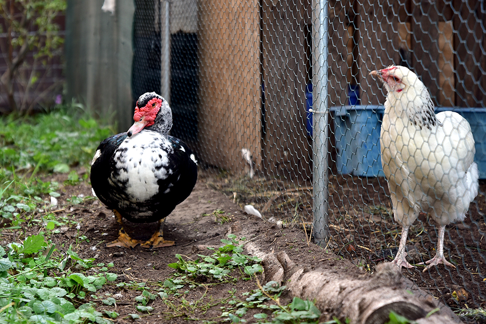 Kedvesem Farm 11.jpg