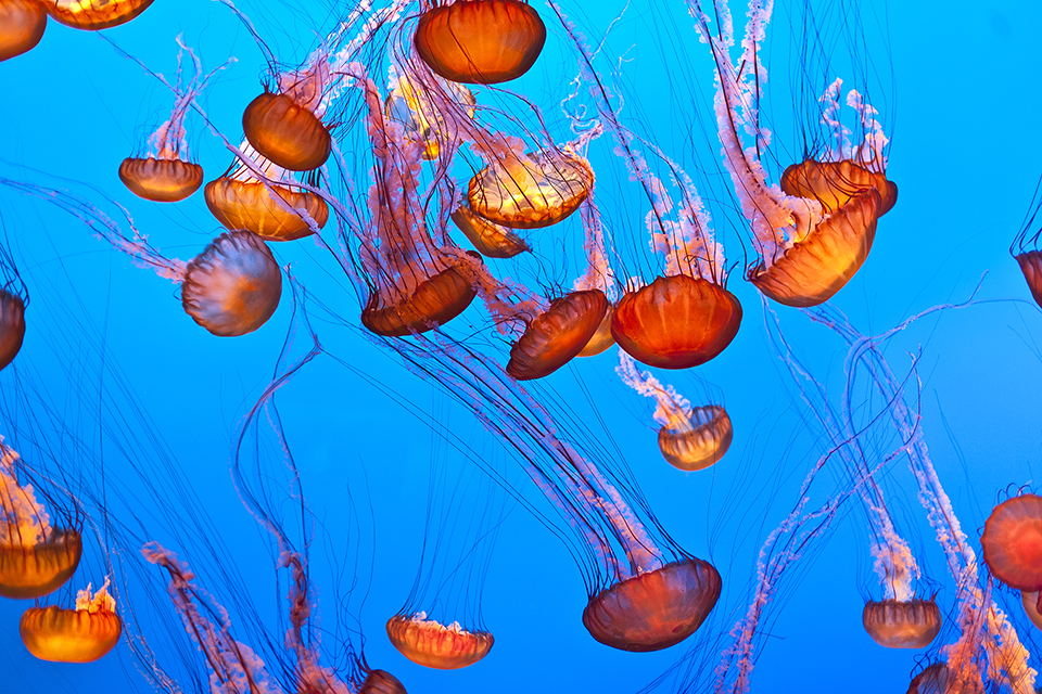 jellyfish daysoftheyearcom 01