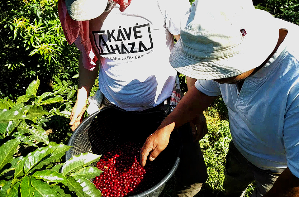 bányai tothsanyi 02