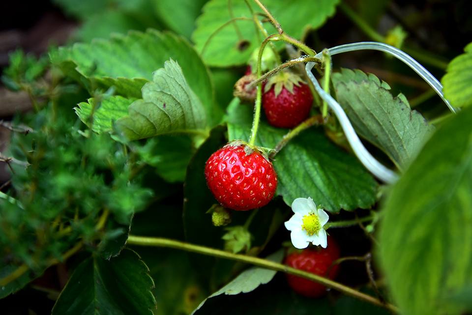 kedvesem farm 37