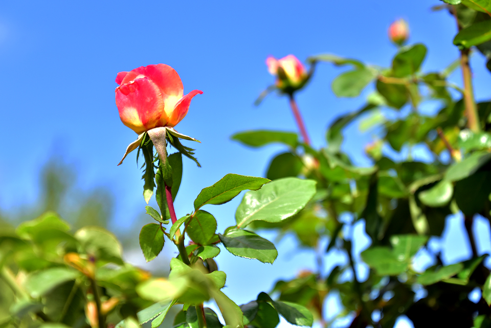 kedvesem farm 42