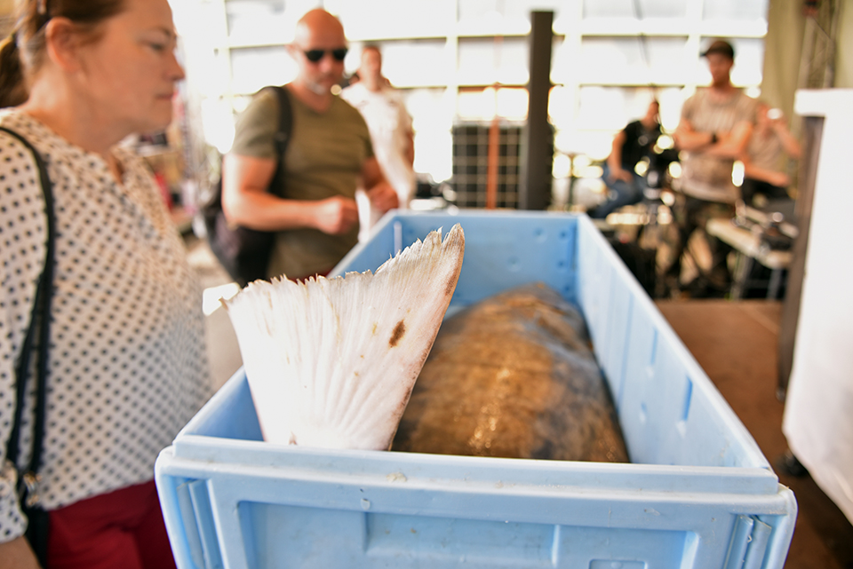 budaörsi halünnep 26